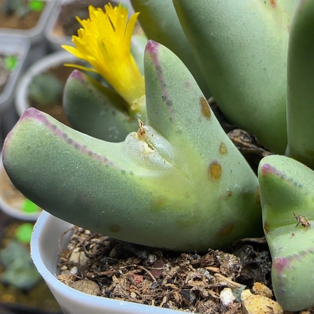 尖耳朵嘟嘟嘴少将61