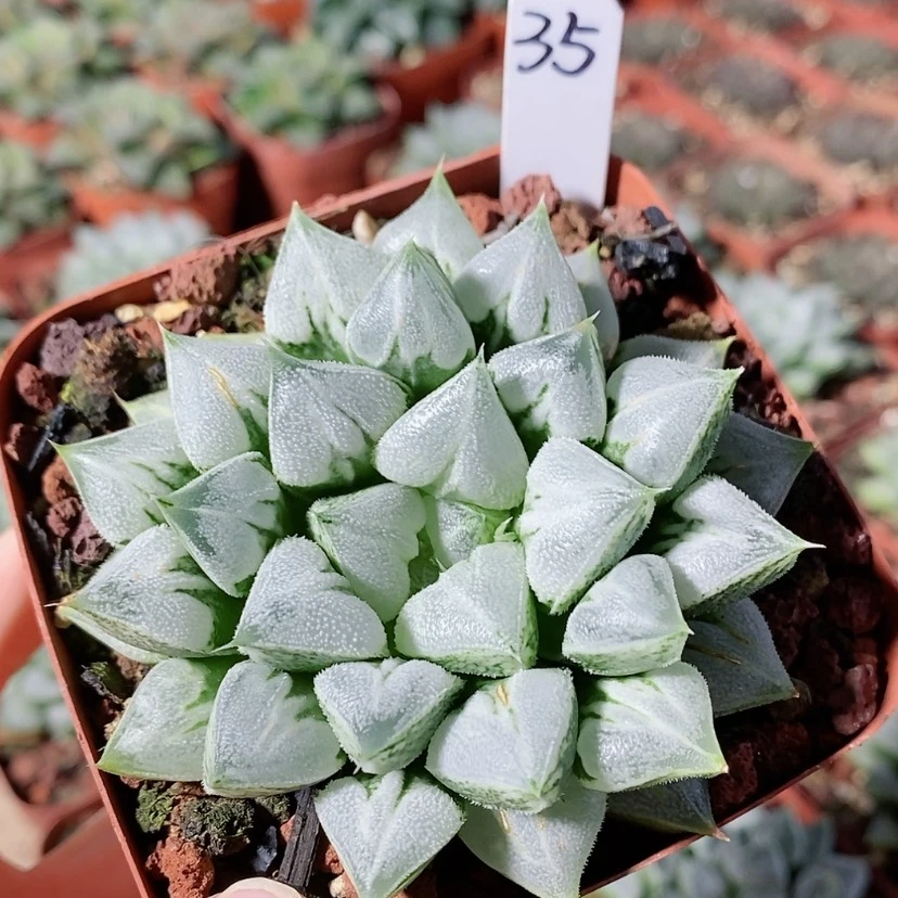 【闪购商品】35爱心寿