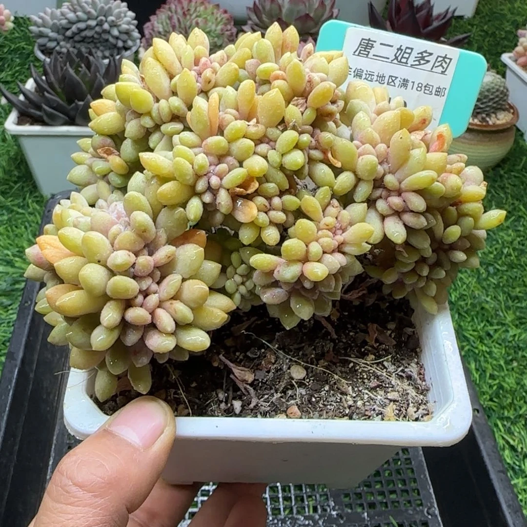 唐二姐多肉编号119