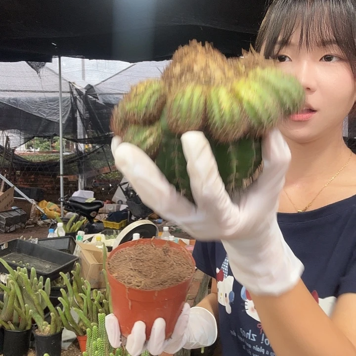山脉天际线（掉头掉崽不售后）