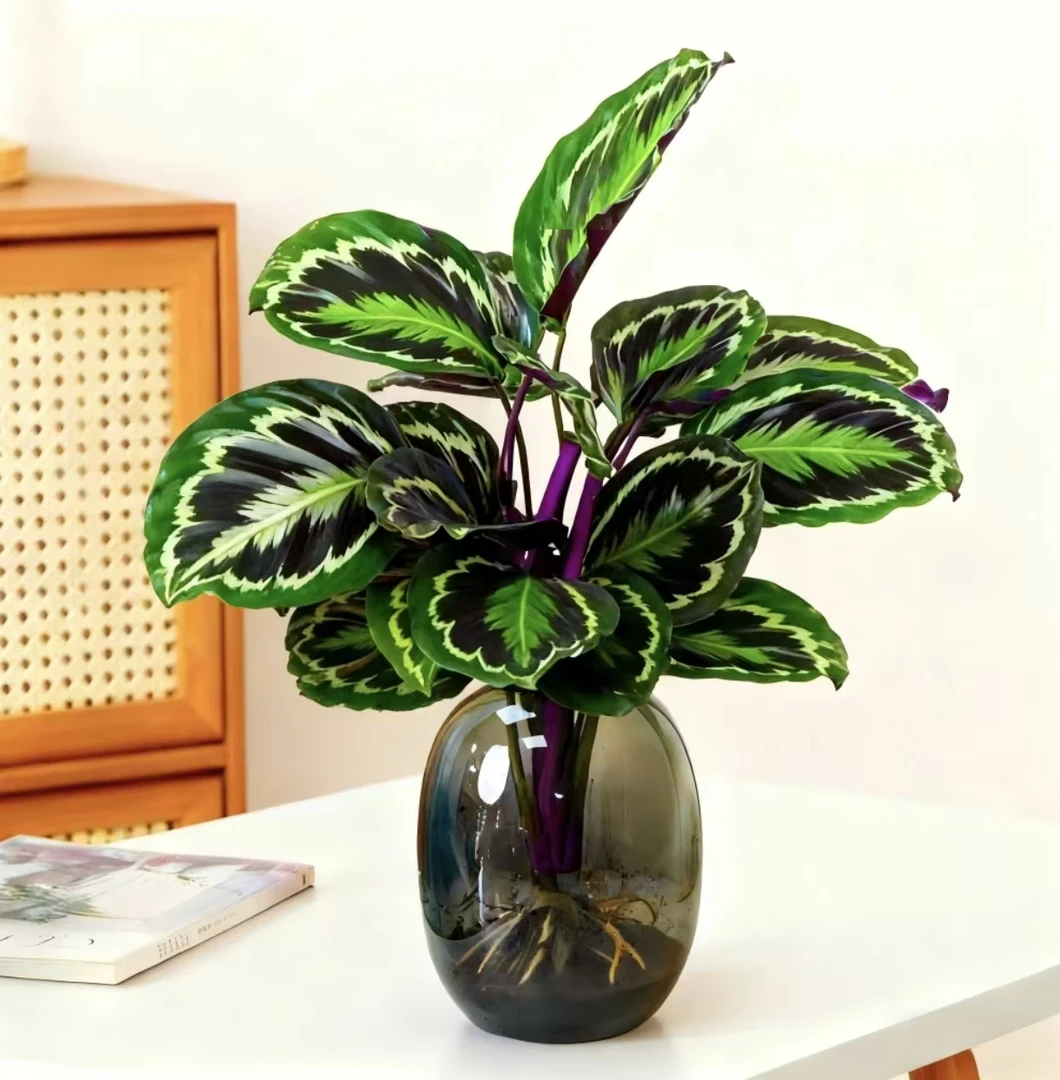 彩虹竹芋盆栽室内好养耐阴净化空气四季常青观叶植物