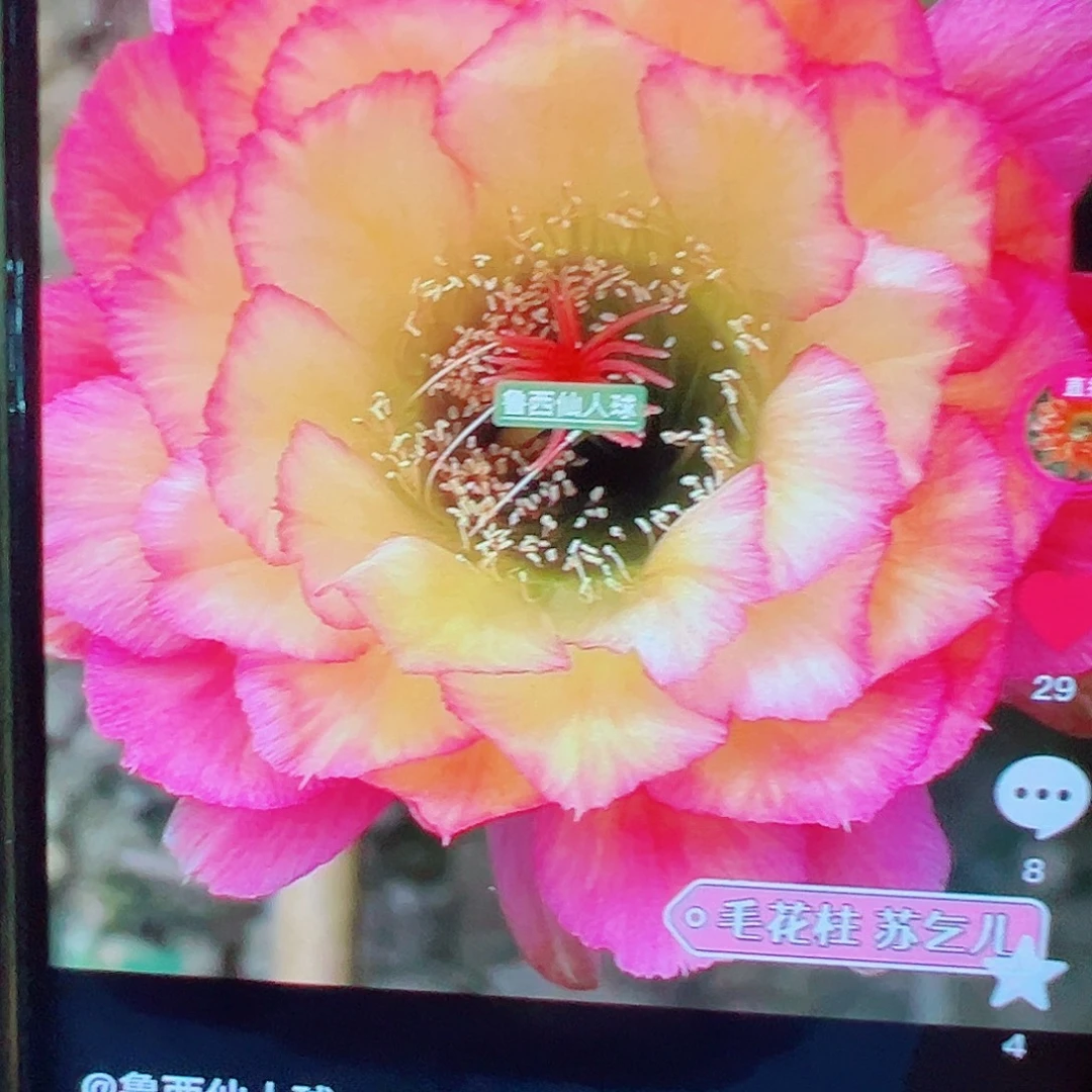 毛花柱 苏乞儿 侧芽 满20包邮