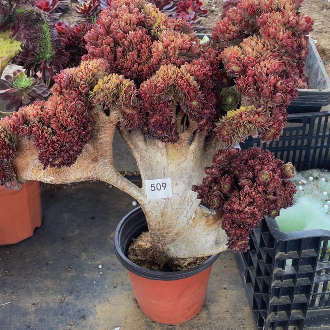 s****7509号万圣节朵朵