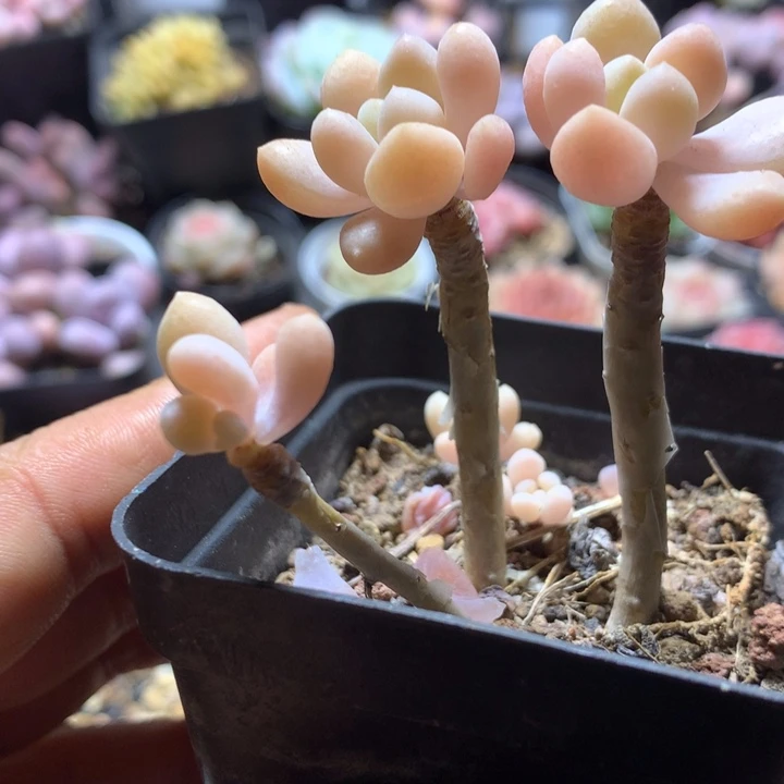 达芙妮多肉一物一拍