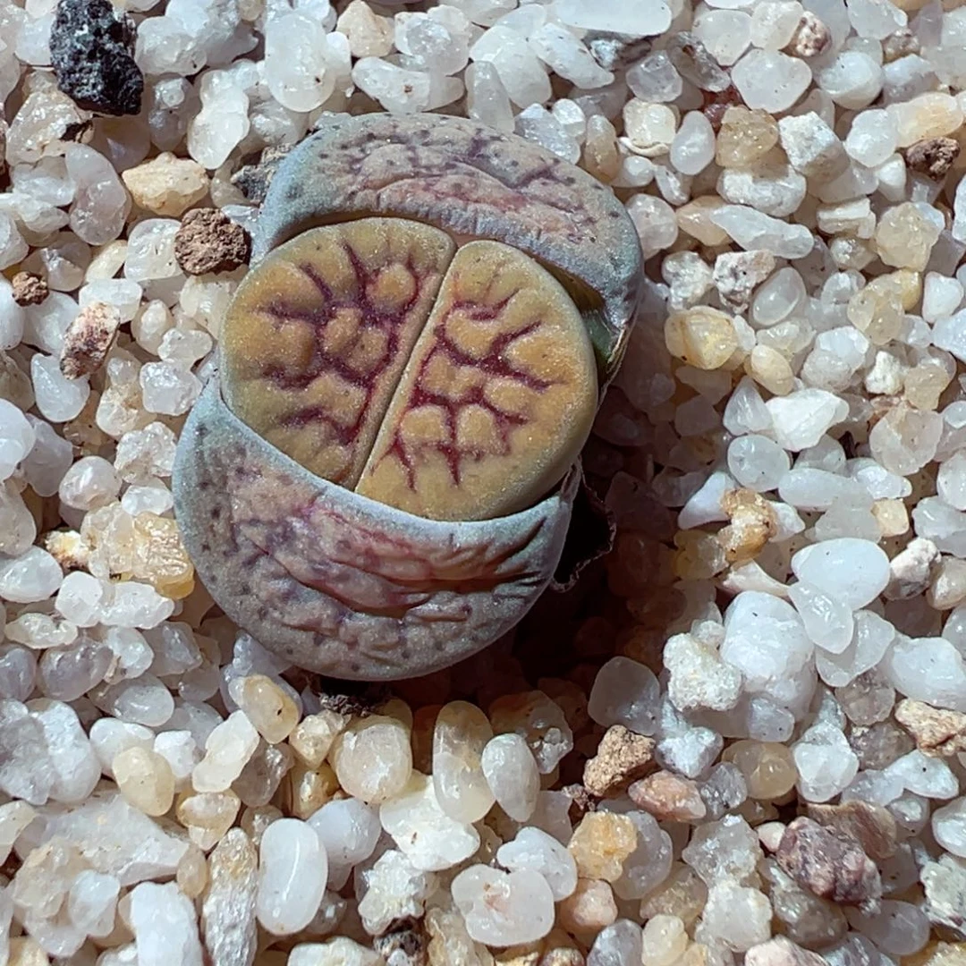 1209-287多肉多肉线招福