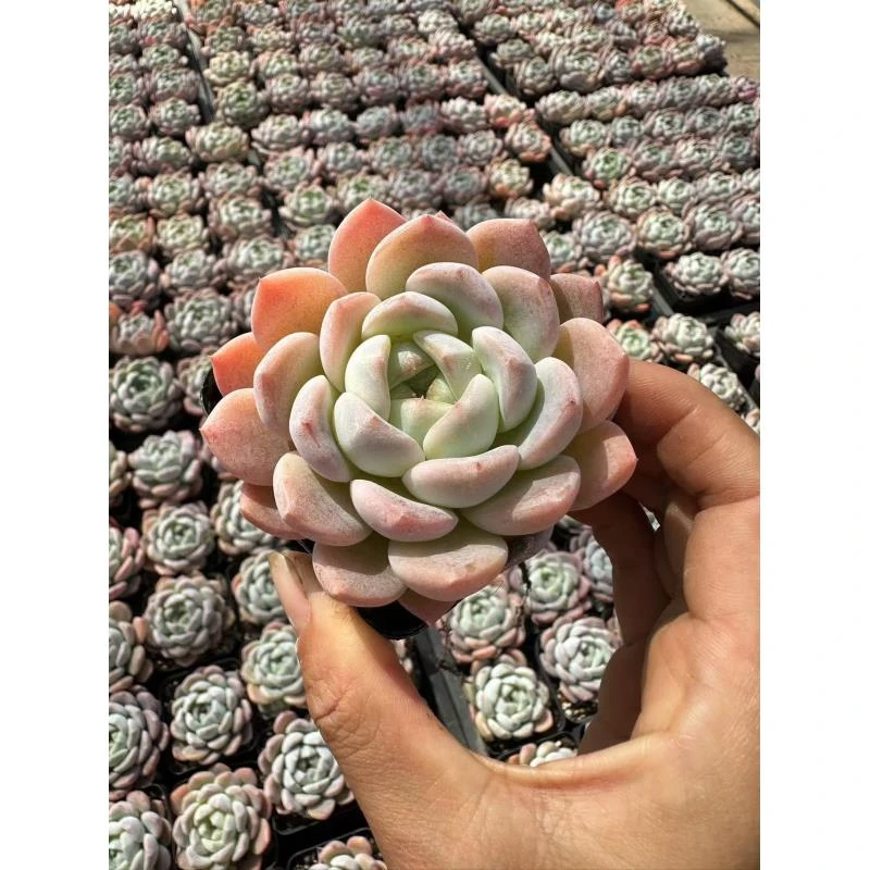 7#厚梦多肉植物 前男友精品多肉