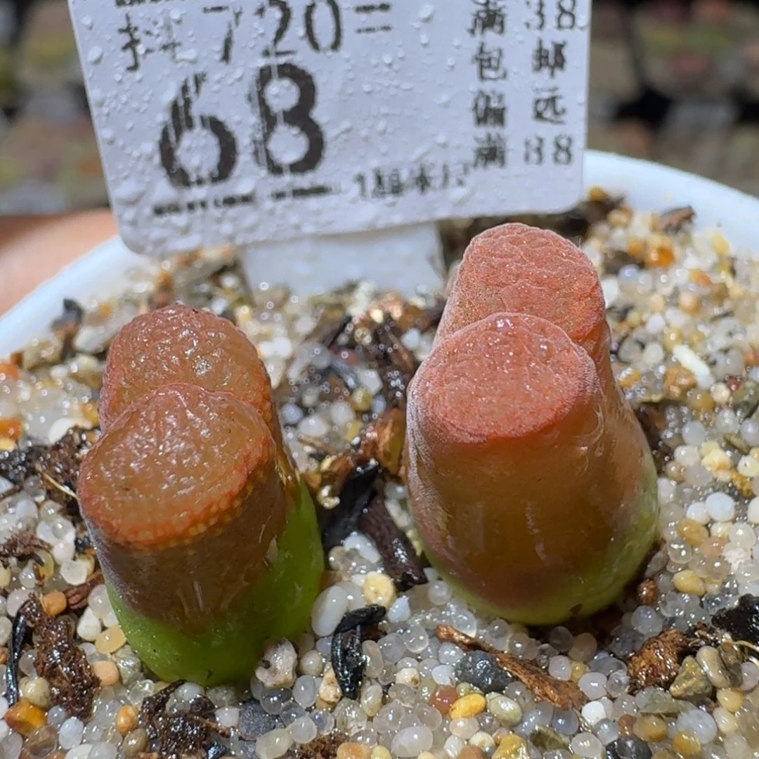 Sss清仓便宜出68蛋糕