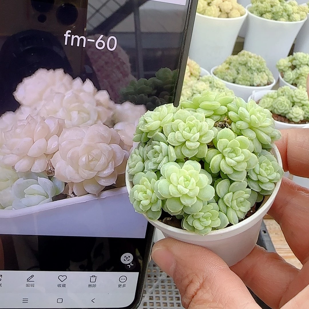 维***妮1102-59（fm-60）优选