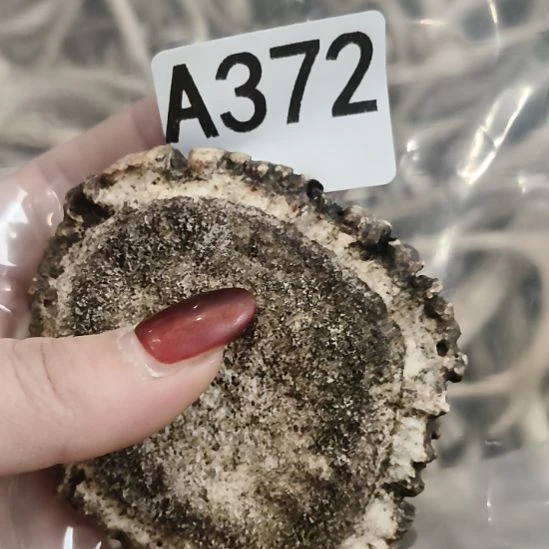 画***人鹿角鹿角鹿角鹿角鹿角