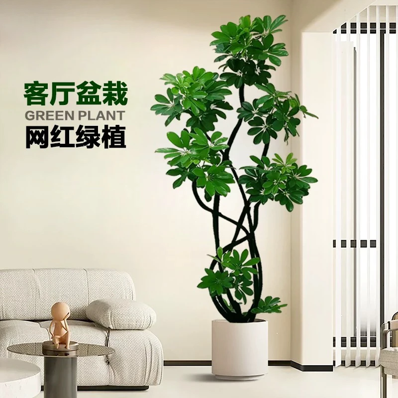 网红造型鸭脚木八方来财鸭脚木办公室客厅大型落地净化空气绿植