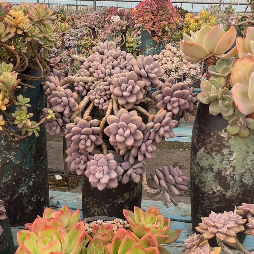 精品桃蛋瀑布妖桩 裸肉