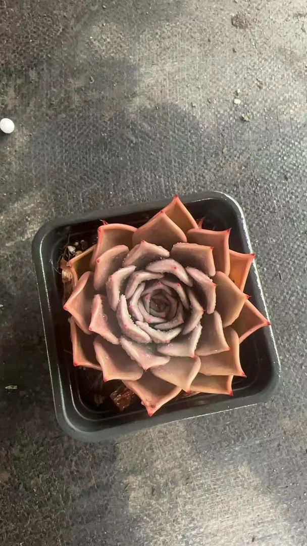 新手好养的饺子皮杂精品多肉植物室内阳台花卉盆栽