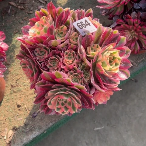 晴****）664粉女巫朵朵多肉，