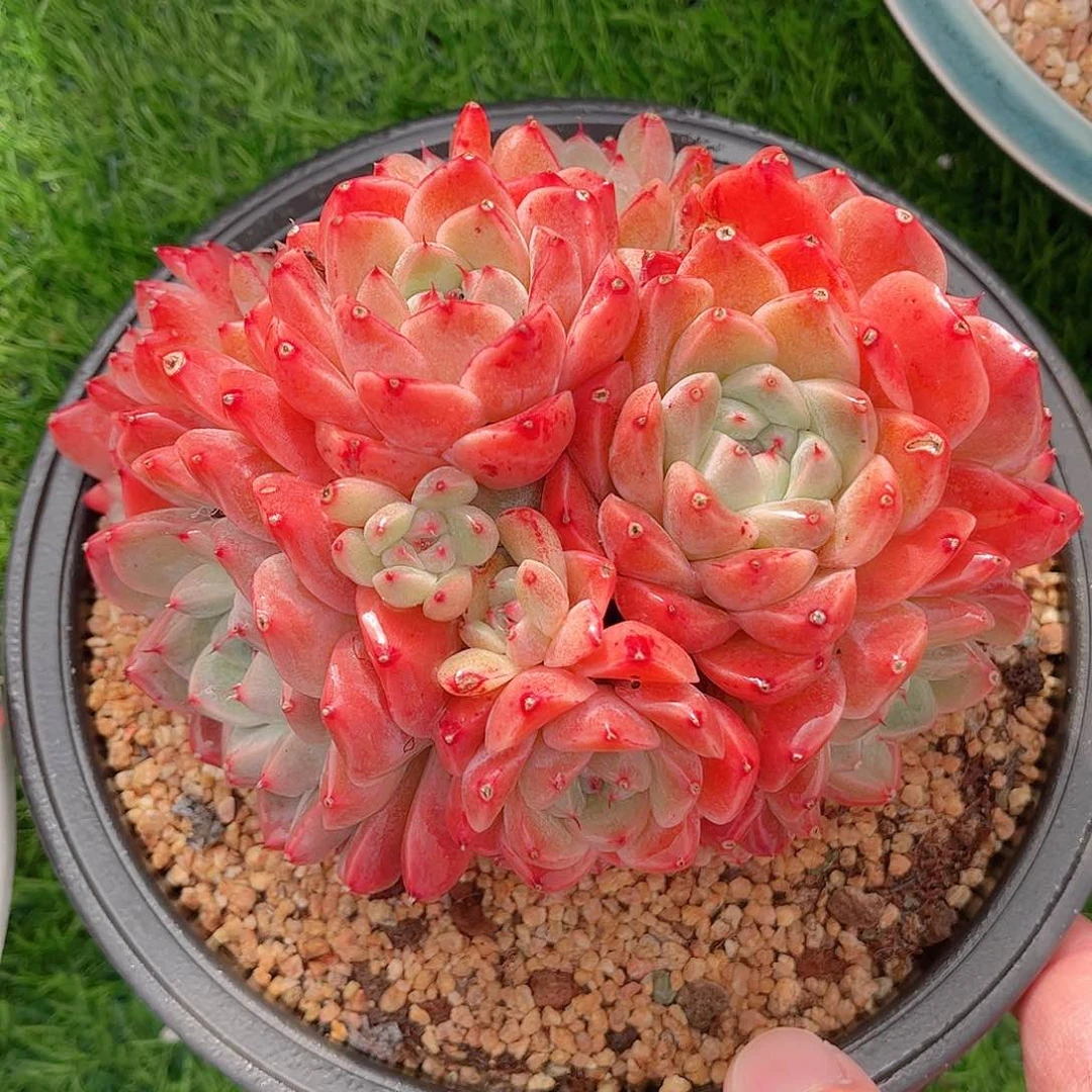 韩版如梦令精品多肉