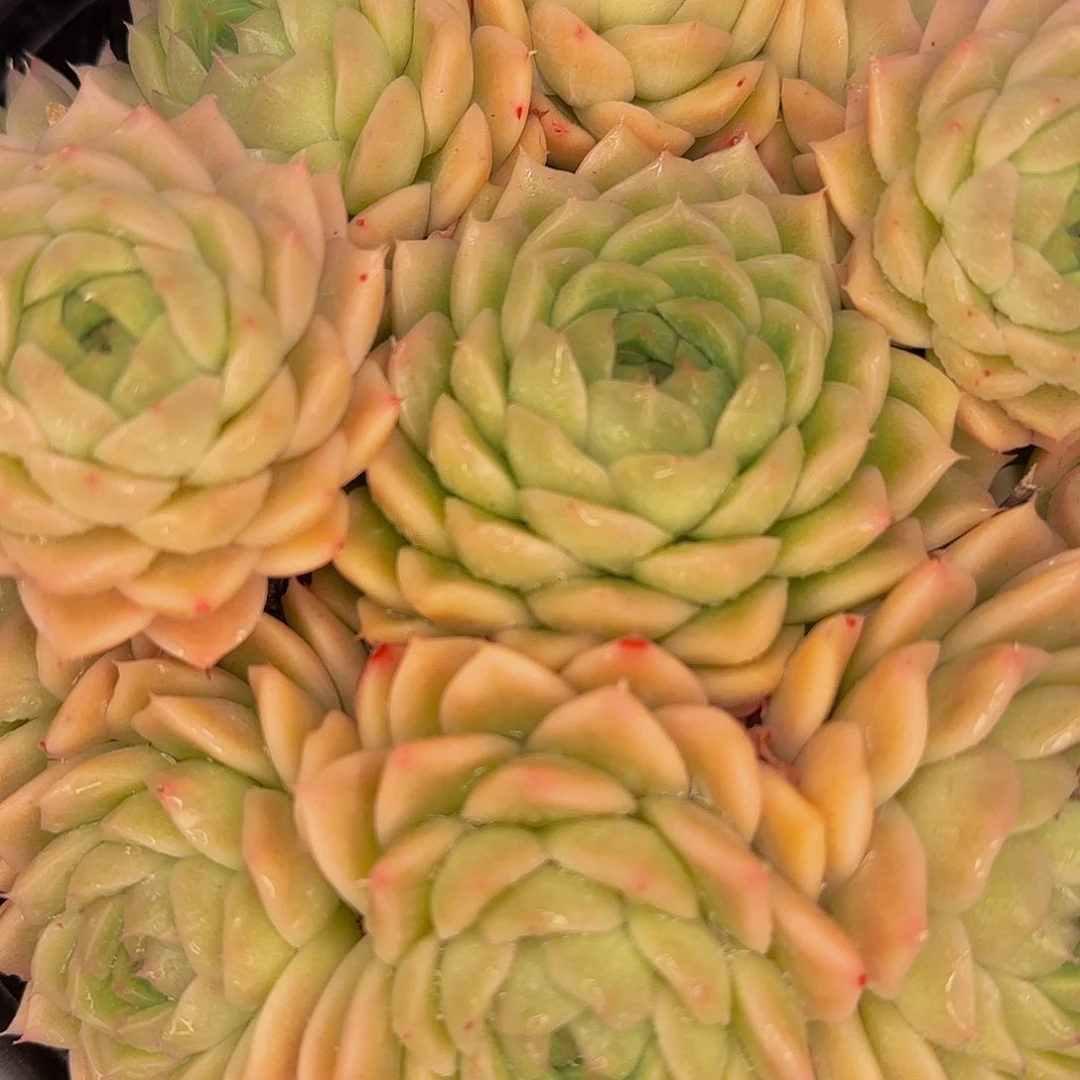 爽****?他哈怕他他爸爸