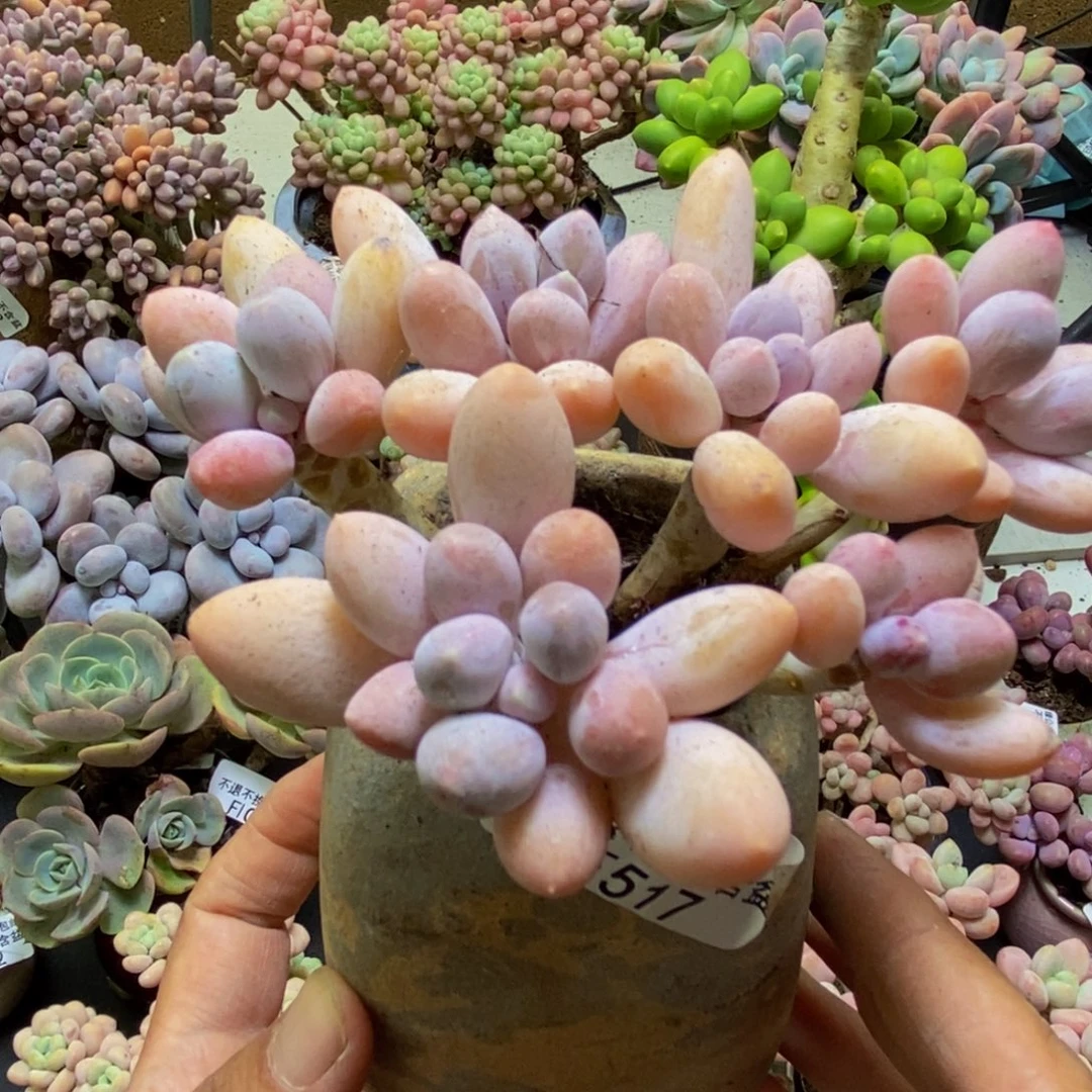 517香水手指12cm多肉