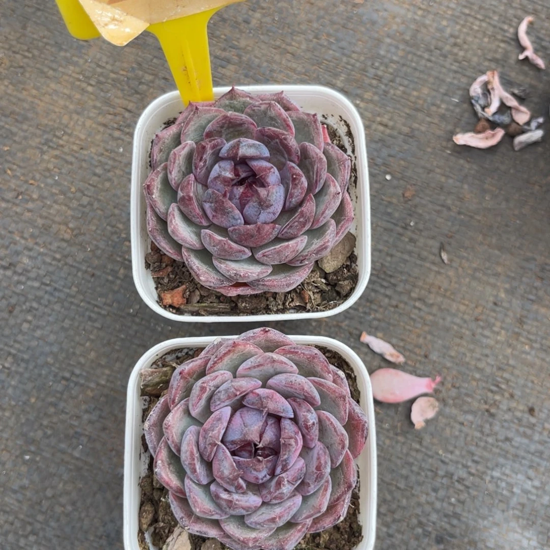 云尘多肉一物一拍222，