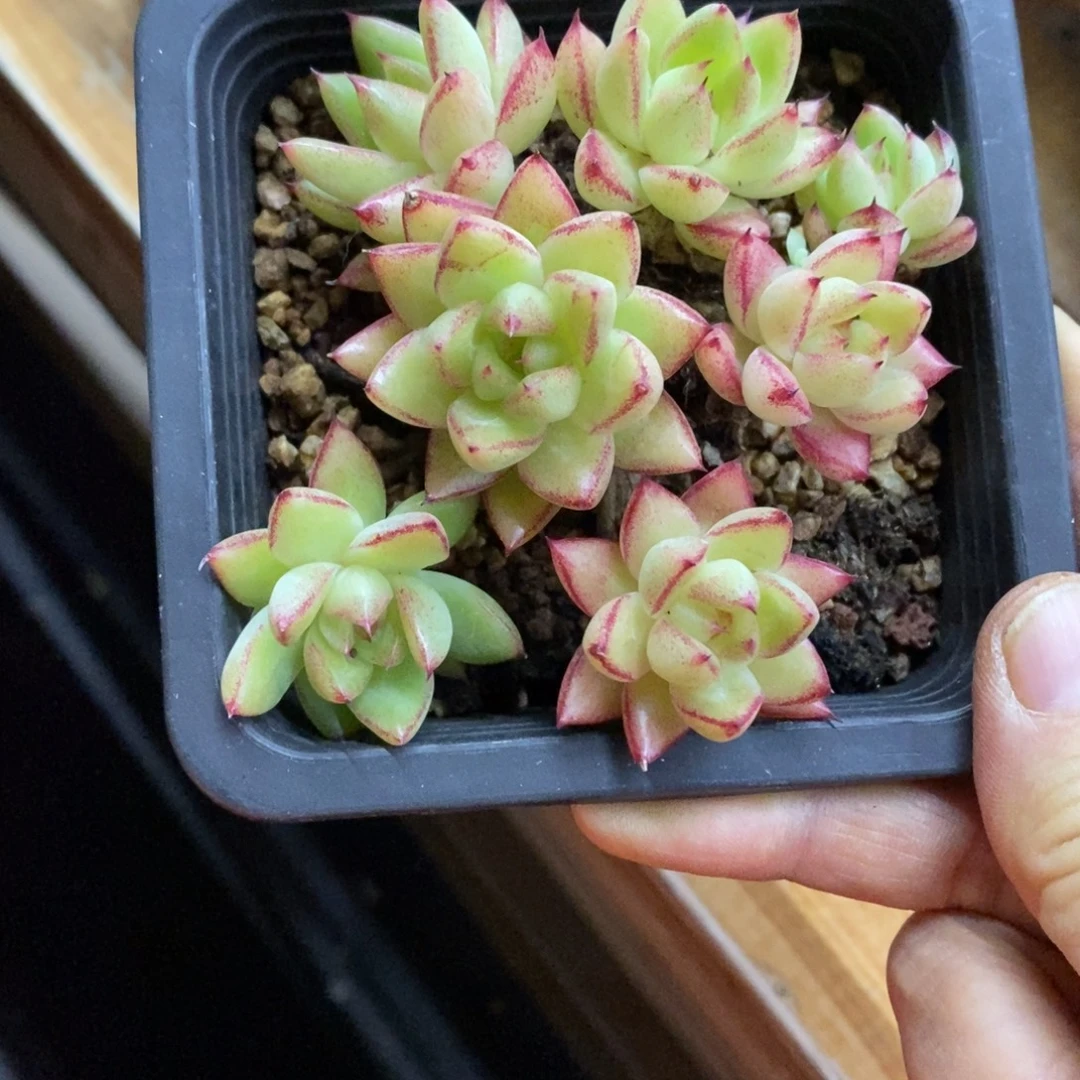 精品多肉一物一拍不包整196
