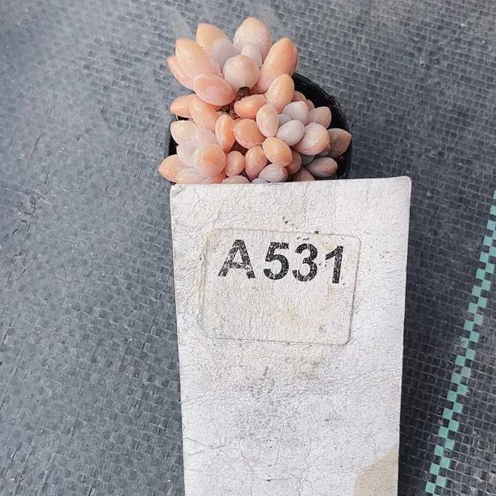 胖*茜531密密麻麻密密麻麻