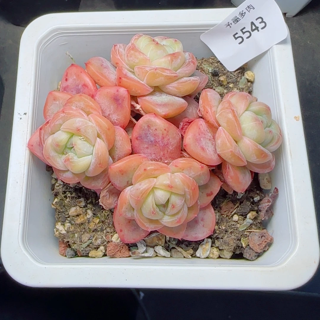 星星珍妮，5543多肉植物