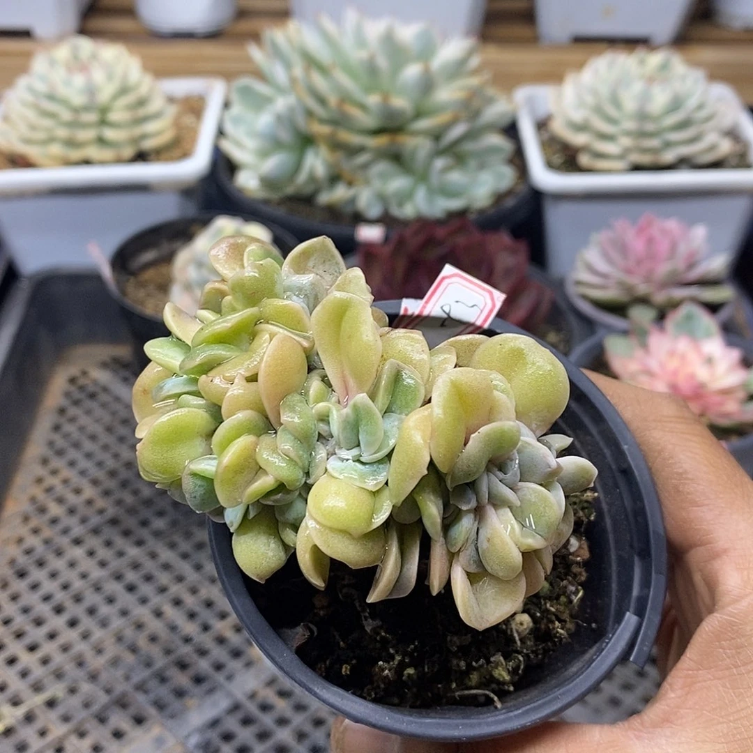 2993 可爱玫瑰缀化