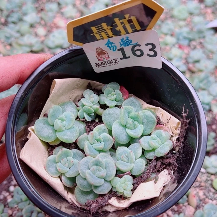 多肉植物多肉植物