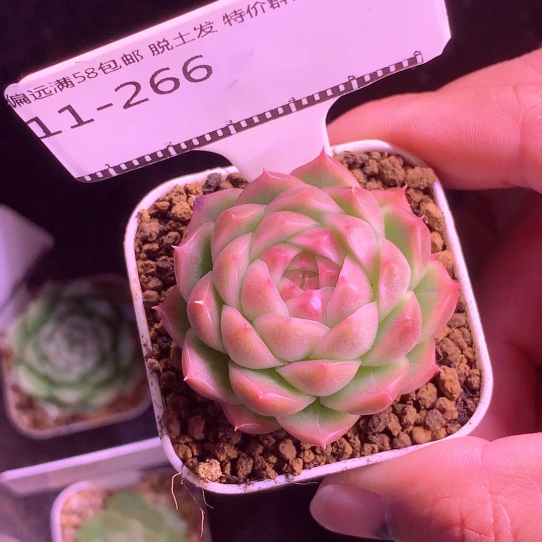 包子麦秆优选58包邮