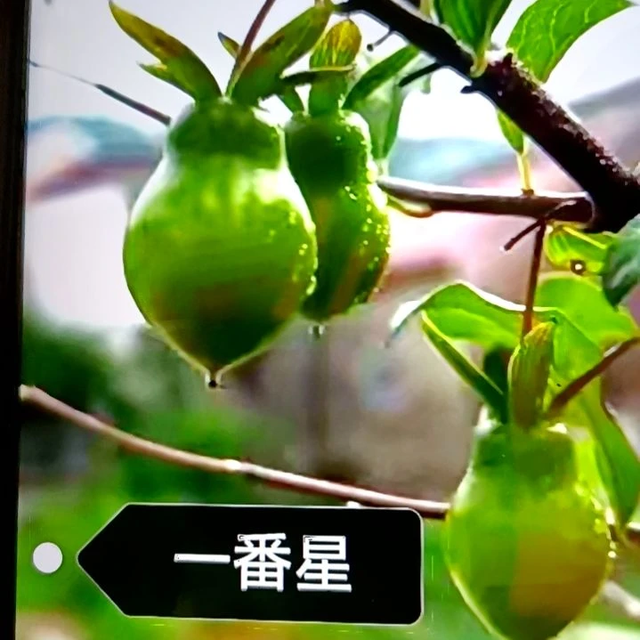 无花朵扦插一番星