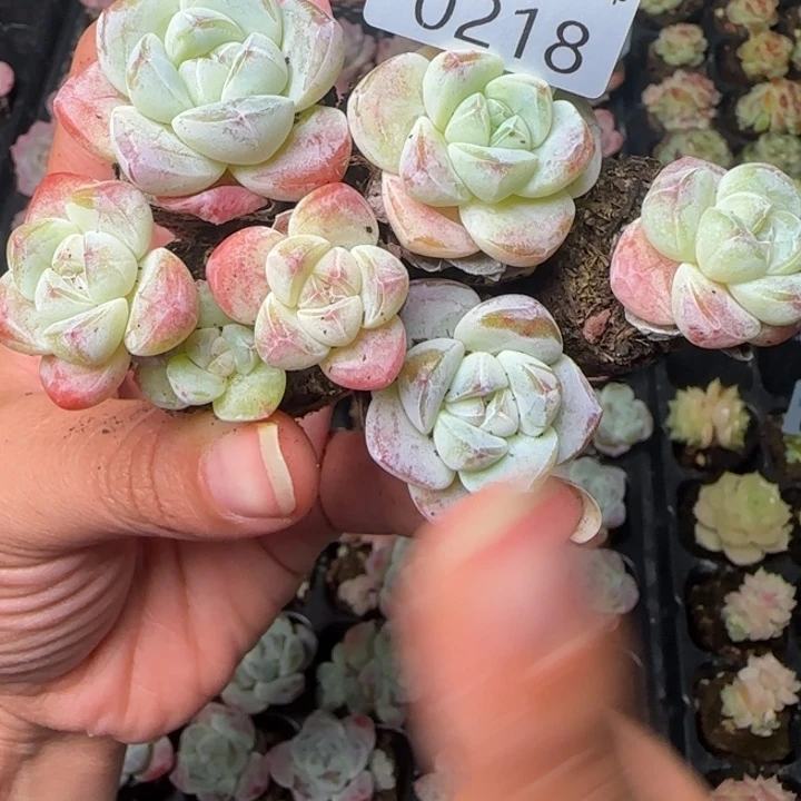 新店开播，全场¥9.9包邮优选冰玉218