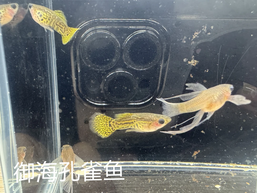 越南厡线短体黄蕾丝球C孔雀鱼录制开箱视频包邮包损入缸即结束