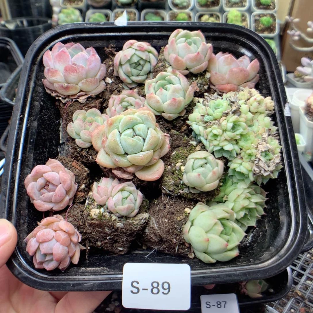 无花朵S89英语英语英语