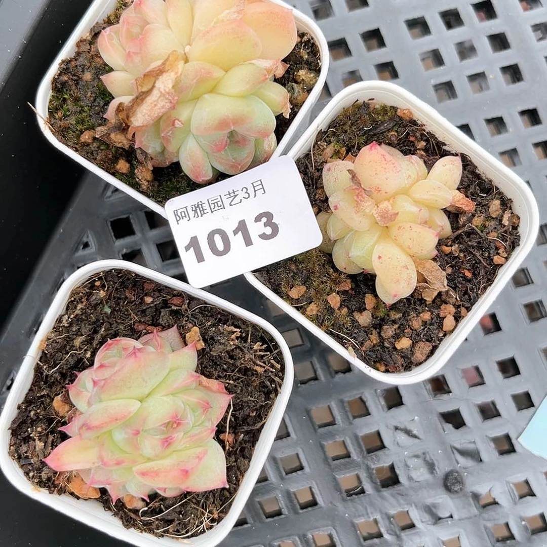 阿雅园艺。   1013