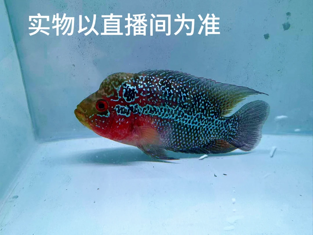 罗汉鱼珍珠系鸿运