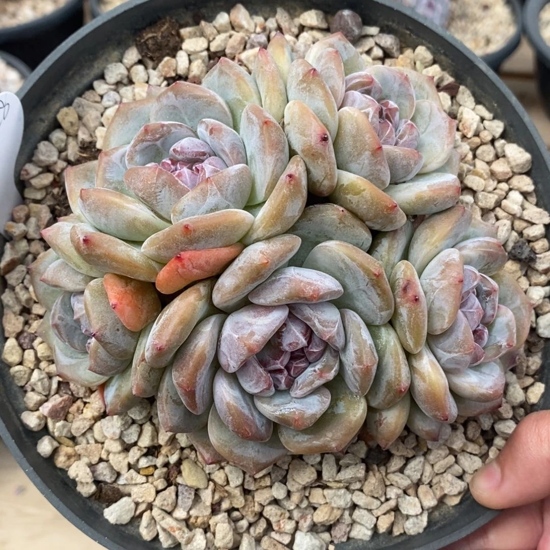五头绿底紫心大肥肥