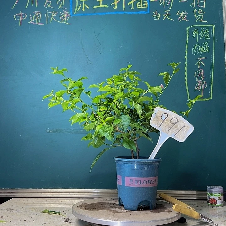 当前无花栽培后可以开花双杆雪紫  991