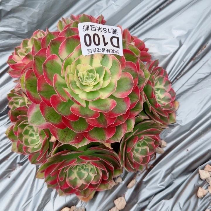 多肉 玉芙蓉多肉法师植物