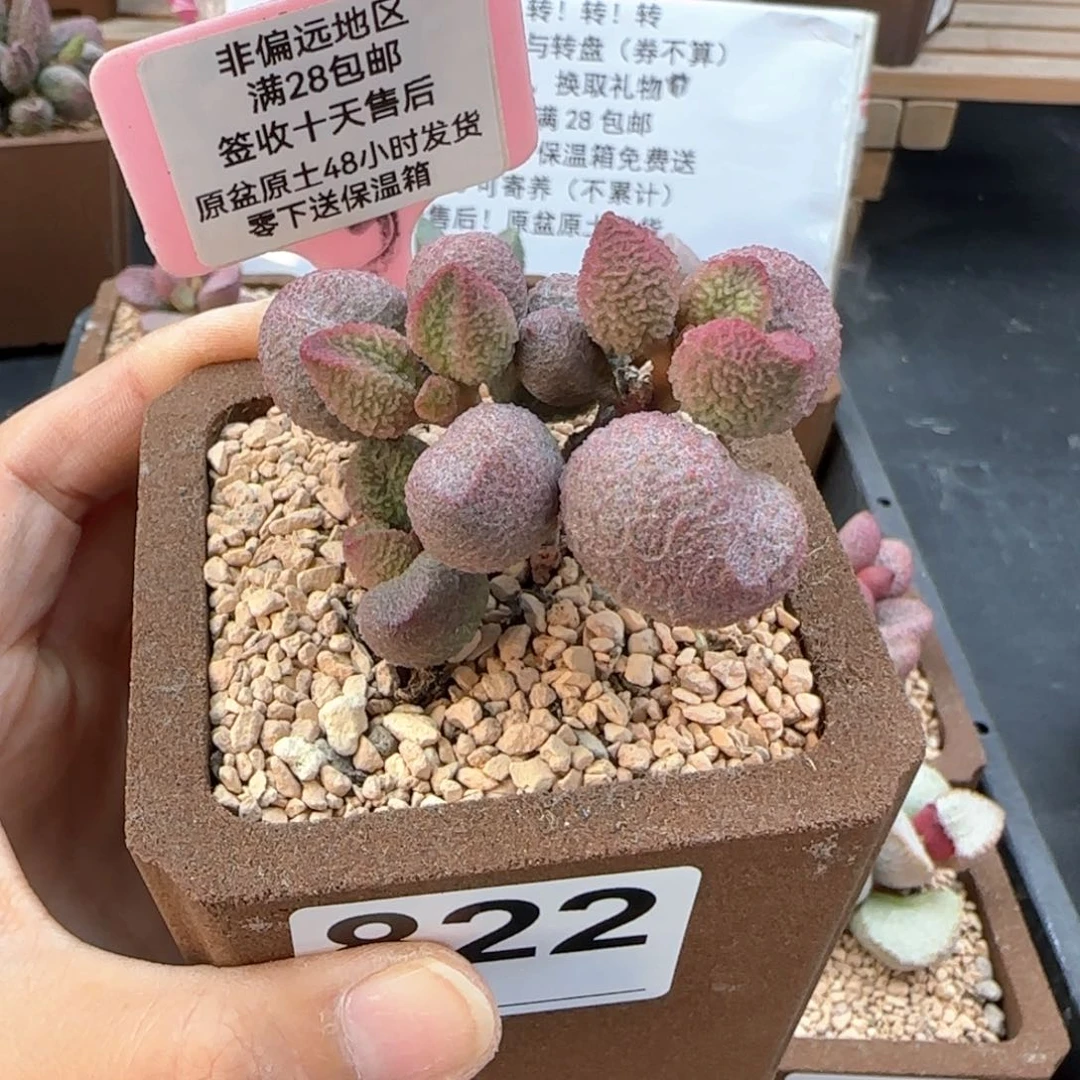 822水蜜桃多肉植物