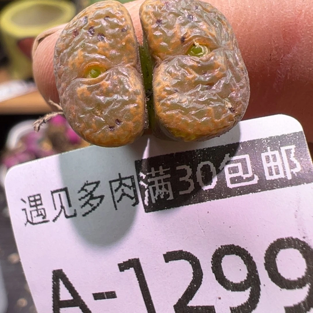 多肉植物1111111111111