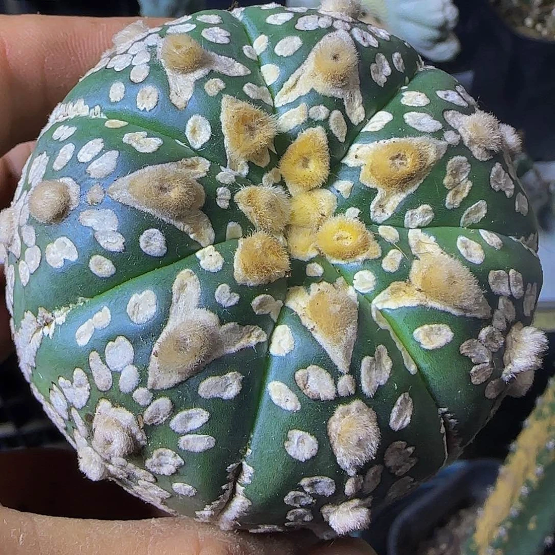 琉璃箭头v兜374自根