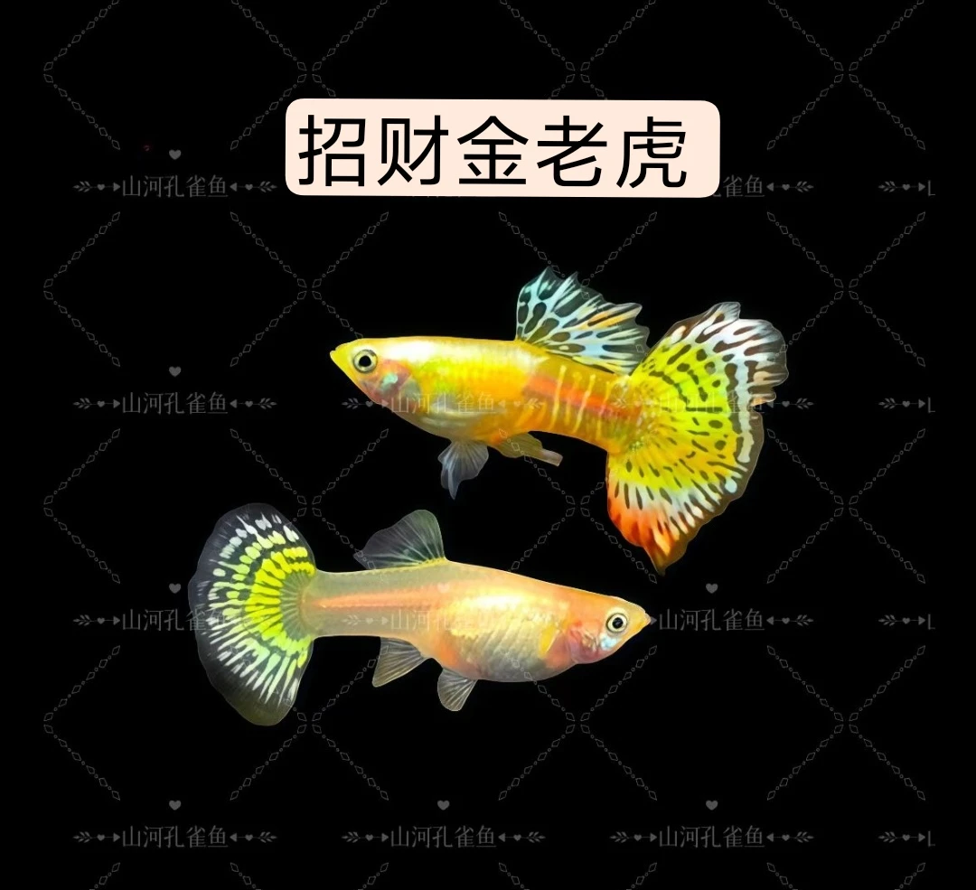 招财金老虎孔雀鱼热带小型鱼2-3厘米