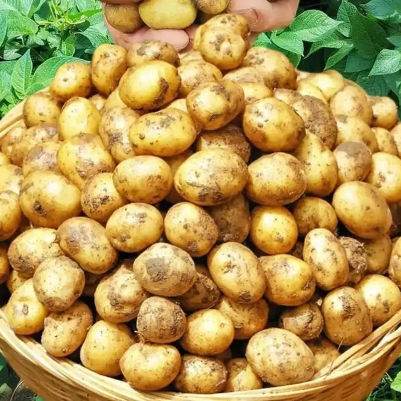 恩施小土豆约400g±20g/袋