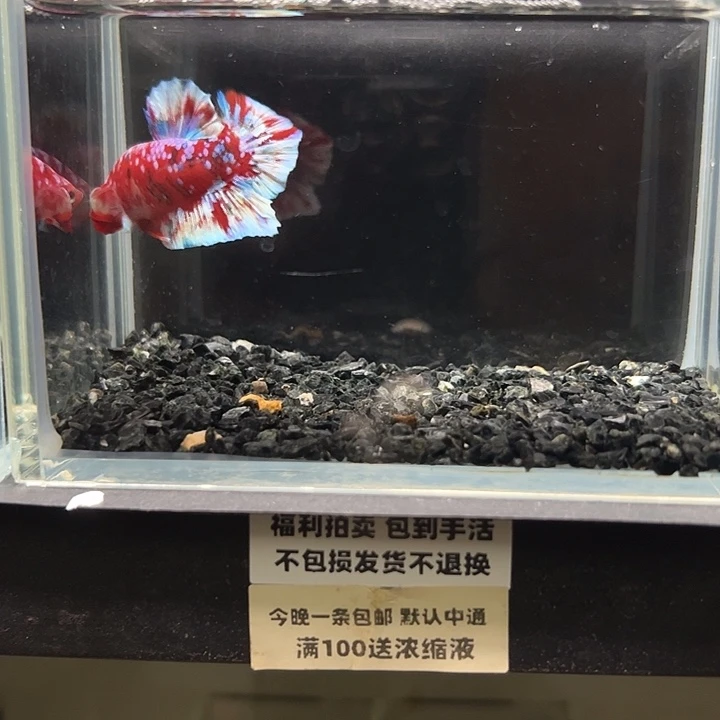 斗鱼竞拍跑单拉黑22日42