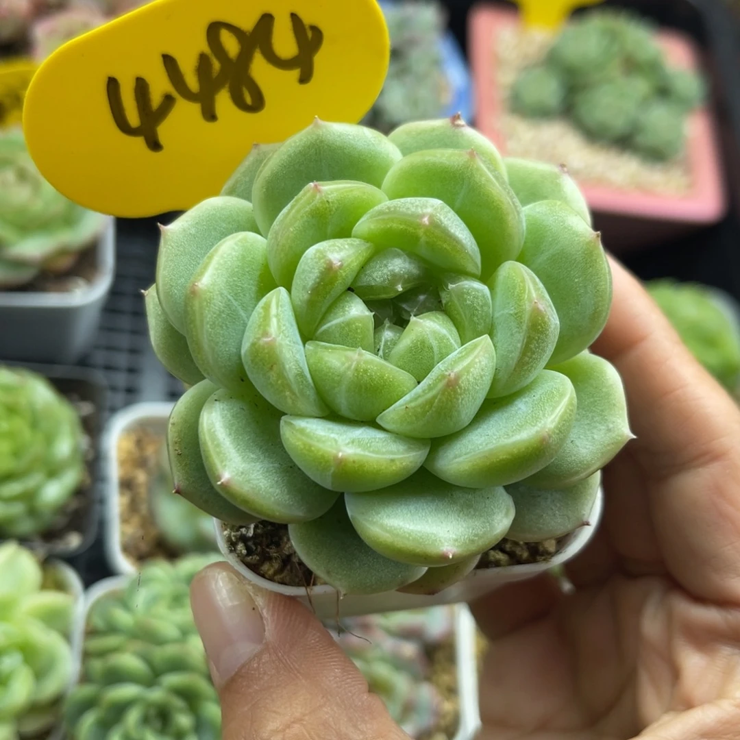 财富密码单头4484