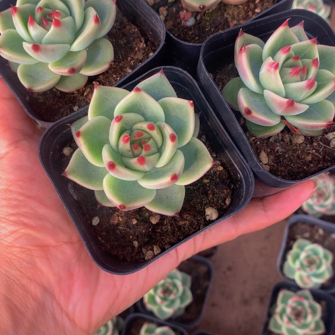 蓝龙。（满9.99包邮不满9.99发叶子）