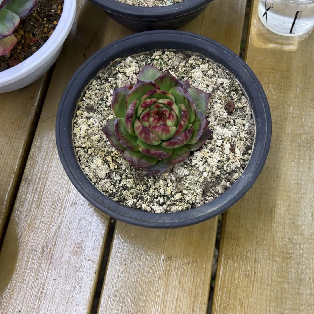 妙***婵随单福利惊鸿仙子多肉