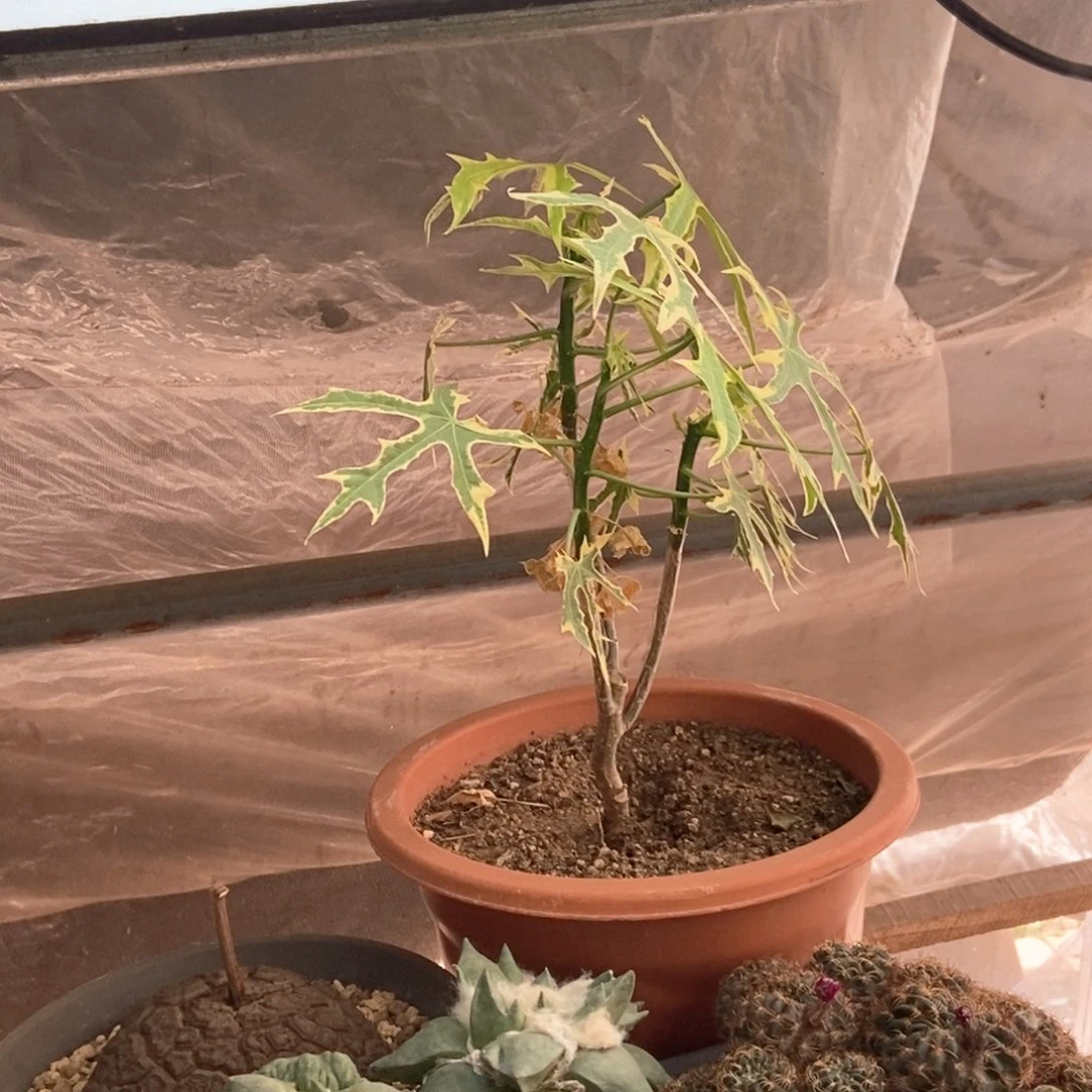 岚枫锦一颗仙人球
