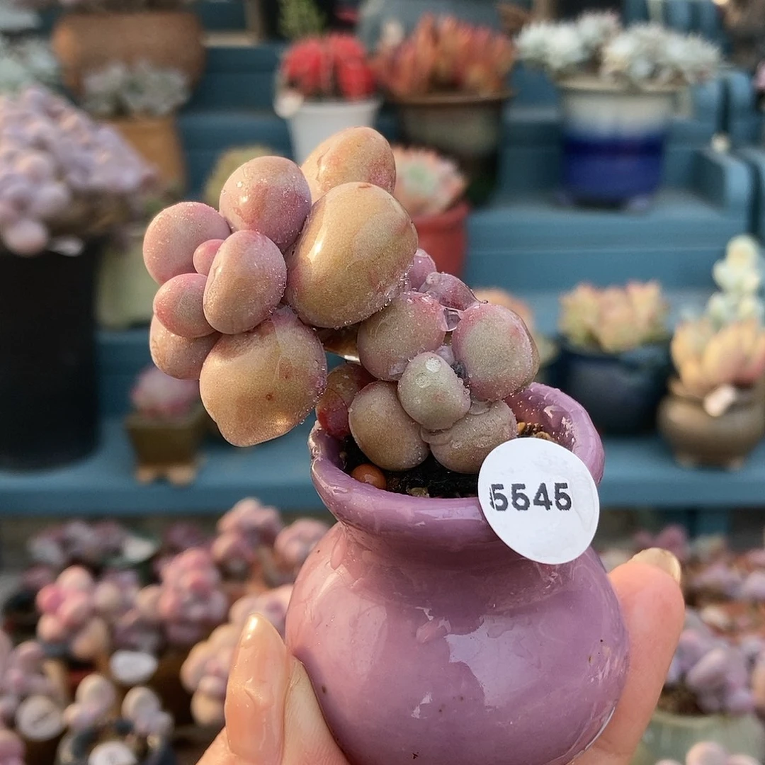 5545糖果腰子蛋带盆土