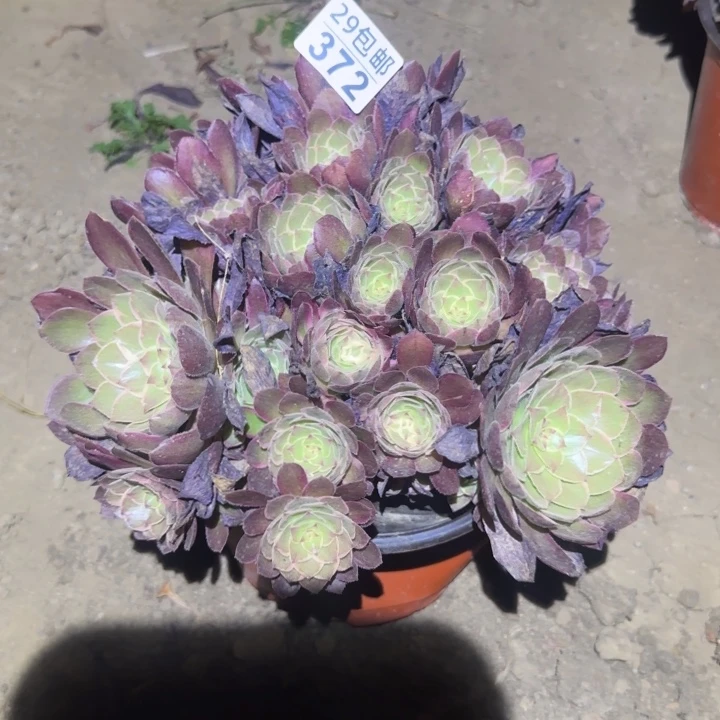 莲花座……不包断枝……