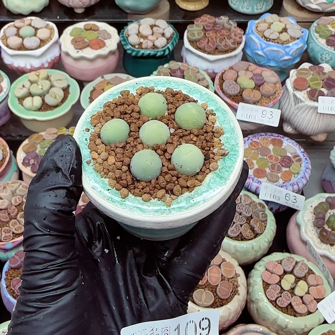 生石花满18包邮0103-109