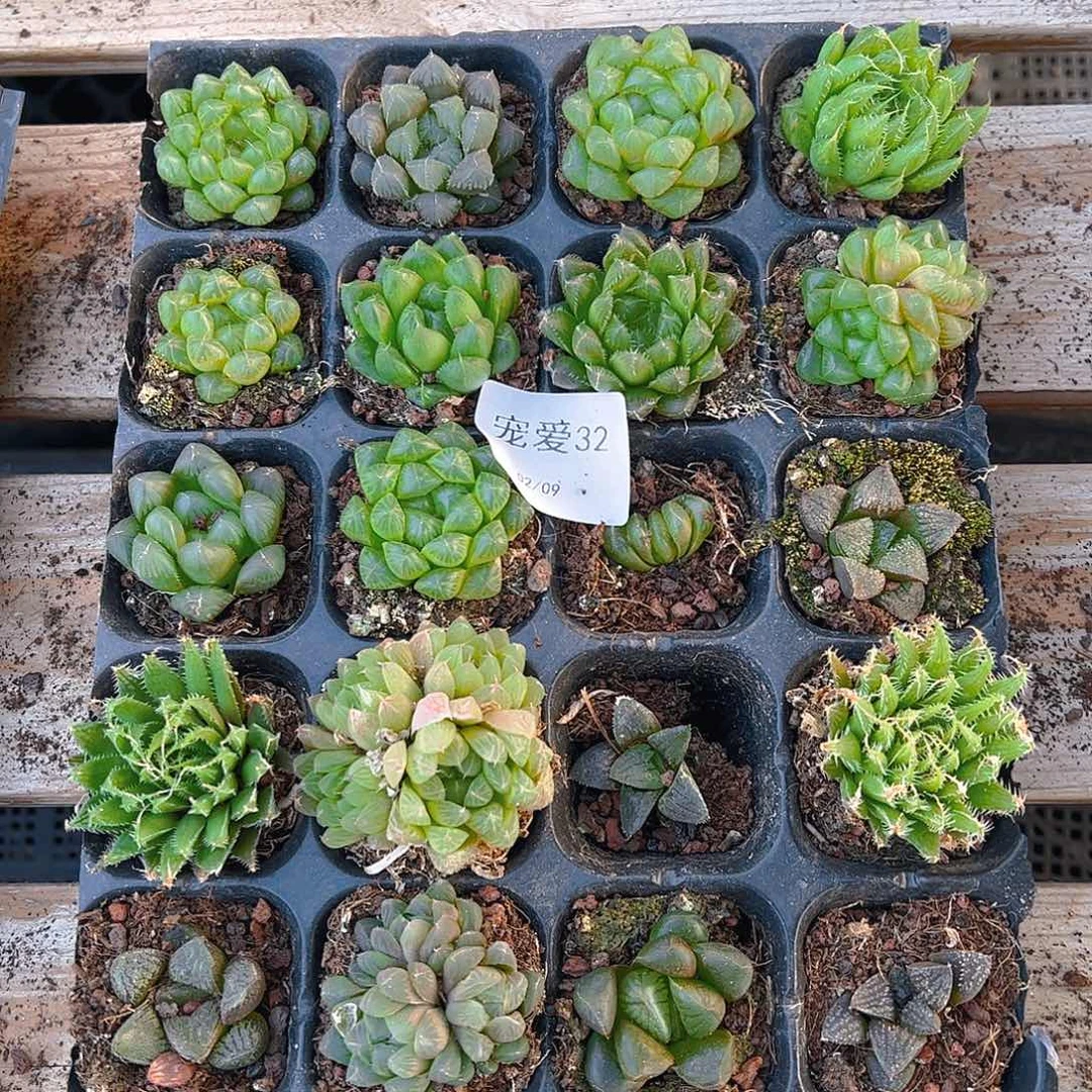 直播福利一物一拍32